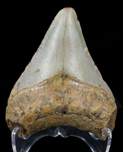 Juvenile Megalodon Tooth - North Carolina #59159